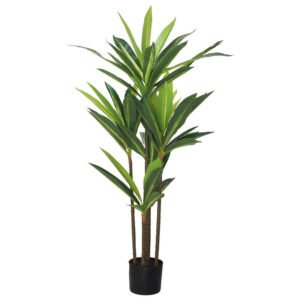DRACAENA WITH PLASTIC POT 114CM