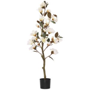 WHITE MAGNOLIA TREE IN POT 120CM