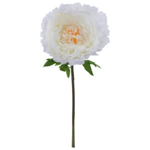 CREAM PEONY STEM 130CM HIGH 42CM DIAMETER