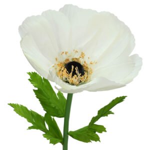 COREOPSIS WITH STEM CREAM 140X50C