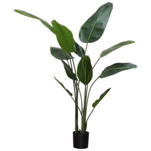 BANANA LEAF PLANT 1.9M