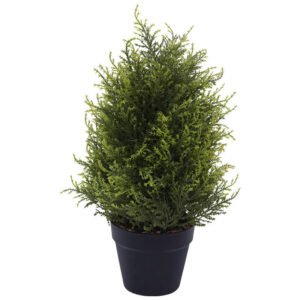 CYPRUS PLANT IN POT 50X16CM