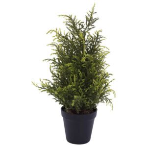 SMALL CYPRUS PLANT IN POT 45X10CM