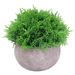 MINI CYPRUS IN POT 12CM