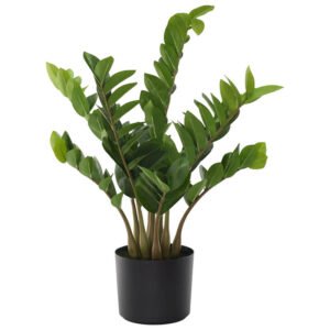 FERN ARUM 70CM