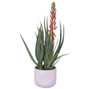 ALOE IN POT 58CM