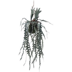 HANGING STAGHORN FERN 71CM