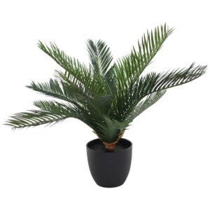 CYCAS IN POT 50CM